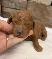 Mini Boy Green Collar, a male Miniature Goldendoodle for sale in Cullman, AL – Photo 2 of 4