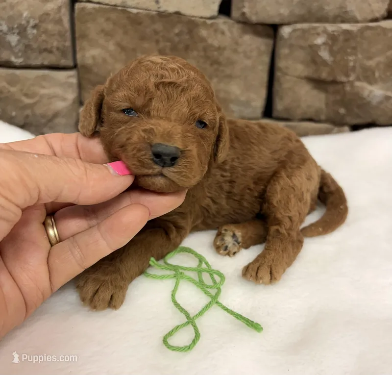 Mini Boy Green Collar – Miniature Goldendoodle puppy for sale in Cullman, AL