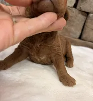 Mini Boy Green Collar, a male Miniature Goldendoodle for sale in Cullman, AL – Photo 4 of 4