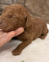 Mini Boy Green Collar, a male Miniature Goldendoodle for sale in Cullman, AL – Photo 3 of 4