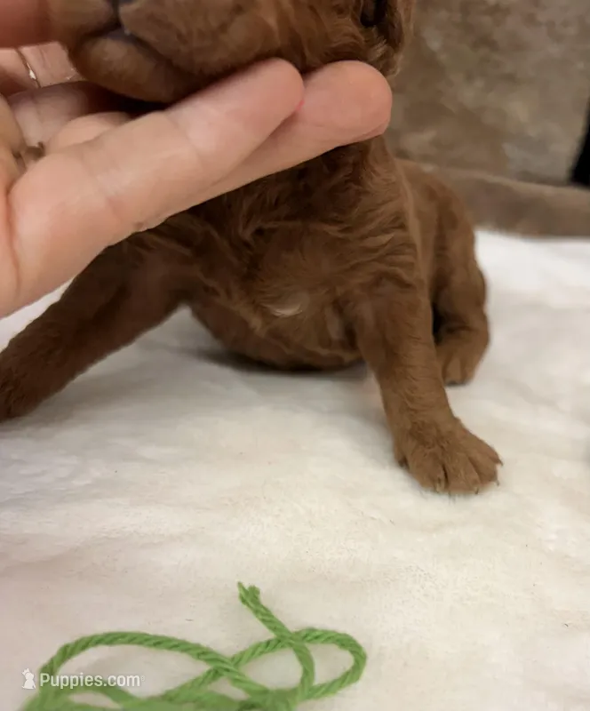 Mini Boy Green Collar – Miniature Goldendoodle puppy for sale in Cullman, AL