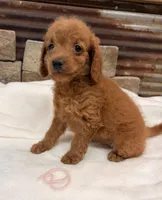 Mini girl , a female Miniature Goldendoodle for sale in Cullman, AL – 2 of 4