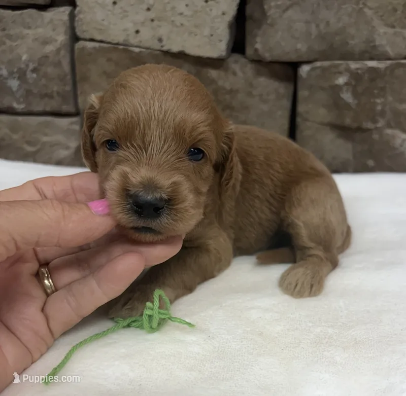 Mini F1b Green Collar – Miniature Goldendoodle puppy for sale in Cullman, AL