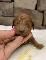 Mini Boy Yellow Collar, a male Miniature Goldendoodle for sale in Cullman, AL – Photo 4 of 6