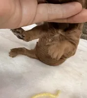 Mini Boy Yellow Collar, a male Miniature Goldendoodle for sale in Cullman, AL – Photo 6 of 6