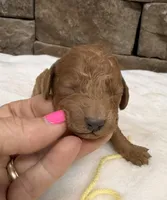 Mini Boy Yellow Collar, a male Miniature Goldendoodle for sale in Cullman, AL – Photo 5 of 6