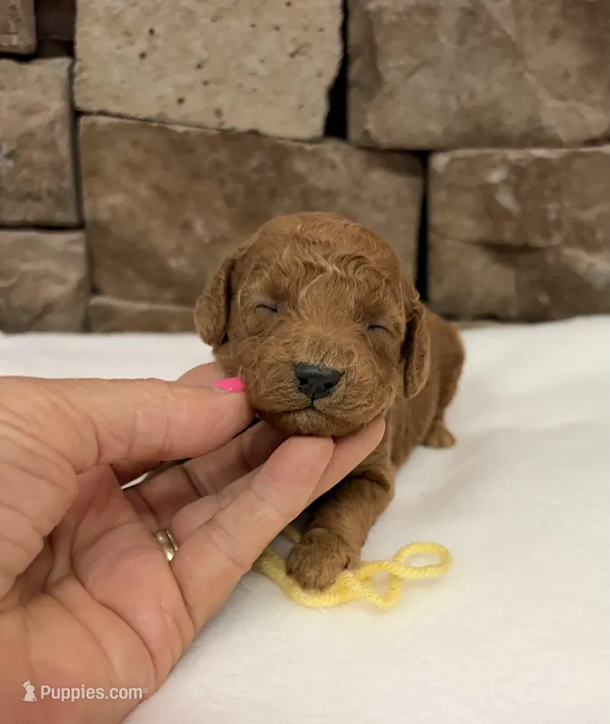Mini Boy Yellow Collar – Miniature Goldendoodle puppy for sale in Cullman, AL