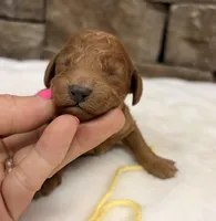 Mini Boy Yellow Collar, a male Miniature Goldendoodle for sale in Cullman, AL – Photo 2 of 6