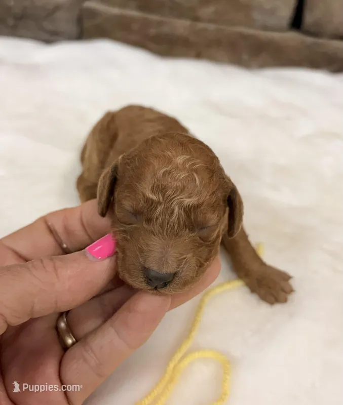 Mini Boy Yellow Collar – Miniature Goldendoodle puppy for sale in Cullman, AL