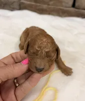 Mini Boy Yellow Collar, a male Miniature Goldendoodle for sale in Cullman, AL – Photo 1 of 6