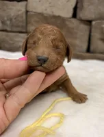 Mini Boy Yellow Collar, a male Miniature Goldendoodle for sale in Cullman, AL – Photo 3 of 6