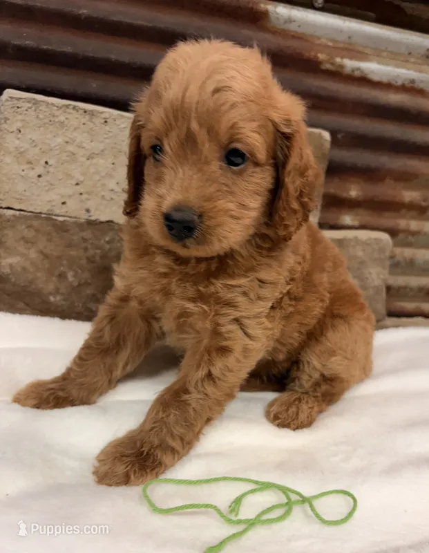 Mini F1b Green Collar – Miniature Goldendoodle puppy for sale in Cullman, AL