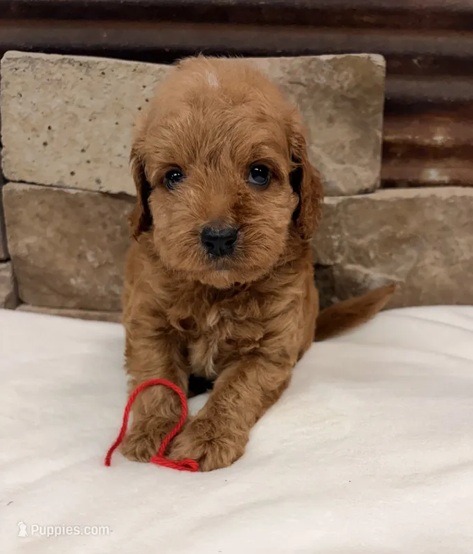 Mini F1b Red Collar – Miniature Goldendoodle puppy for sale in Cullman, AL