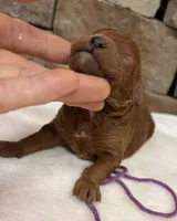 Mini Boy Purple Collar, a male Miniature Goldendoodle for sale in Cullman, AL – Photo 2 of 6