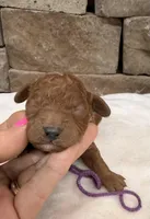 Mini Boy Purple Collar, a male Miniature Goldendoodle for sale in Cullman, AL – Photo 4 of 6