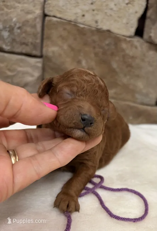 Mini Boy Purple Collar – Miniature Goldendoodle puppy for sale in Cullman, AL