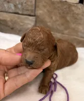 Mini Boy Purple Collar, a male Miniature Goldendoodle for sale in Cullman, AL – Photo 6 of 6