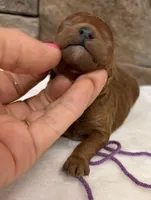 Mini Boy Purple Collar, a male Miniature Goldendoodle for sale in Cullman, AL – Photo 3 of 6