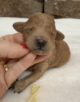AKC Mini Poodle Yellow Collar, a female Poodle - Miniature  for sale in Cullman, AL – 7 of 7
