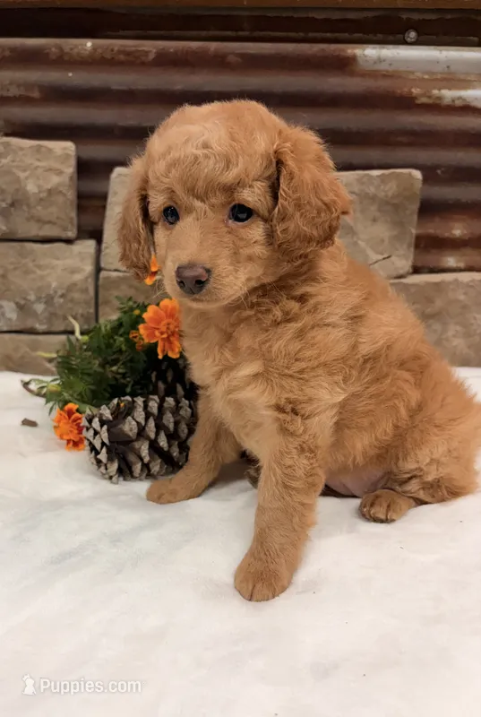 Mini girl  – Poodle - Miniature  puppy for sale in Cullman, AL