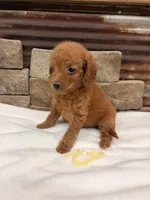 Mini Yellow Collar, a female Miniature Goldendoodle for sale in Cullman, AL – 3 of 7