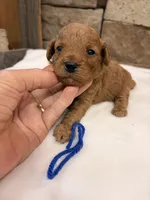 Micro Mini Blue Collar, a male Miniature Goldendoodle for sale in Cullman, AL – 1 of 3