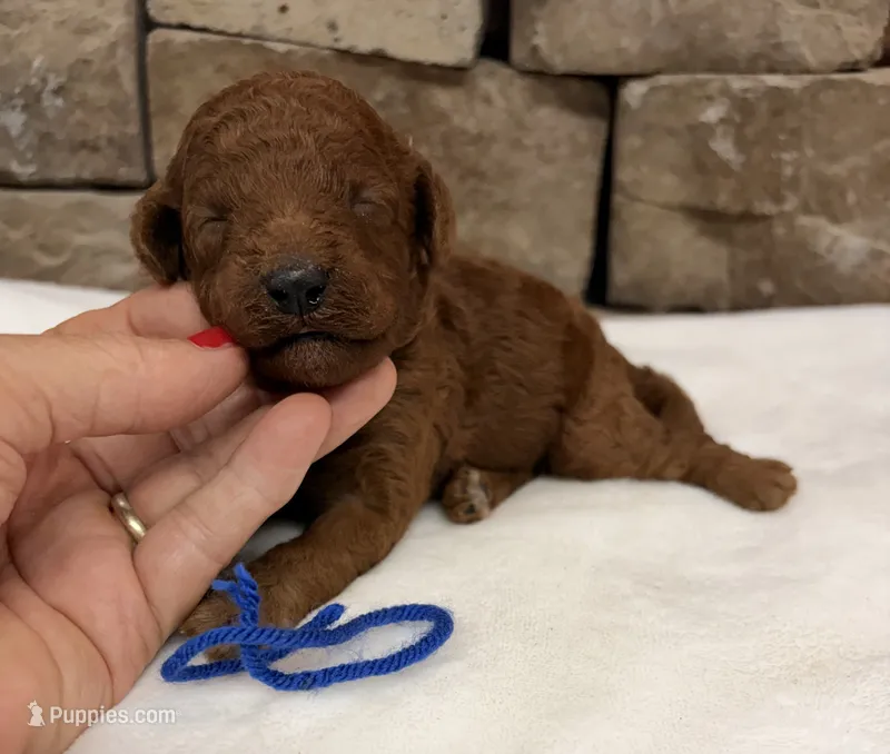 Miniature boy – Miniature Goldendoodle puppy for sale in Cullman, AL