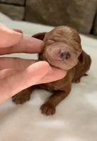 CKC mini girl Red, a male Miniature Goldendoodle for sale in Cullman, AL – Photo 1 of 6