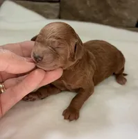 CKC mini girl Red, a male Miniature Goldendoodle for sale in Cullman, AL – Photo 4 of 6