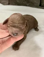 CKC mini girl Red, a male Miniature Goldendoodle for sale in Cullman, AL – Photo 6 of 6