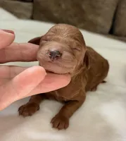 CKC mini girl Red, a male Miniature Goldendoodle for sale in Cullman, AL – Photo 2 of 6