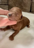 CKC mini girl Red, a male Miniature Goldendoodle for sale in Cullman, AL – Photo 5 of 6