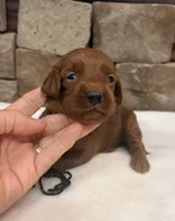 Mini F1b Black Collar, a female Miniature Goldendoodle for sale in Cullman, AL – 5 of 7