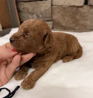 Micro mini boy Black Collar, a male Miniature Goldendoodle for sale in Cullman, AL – 1 of 3