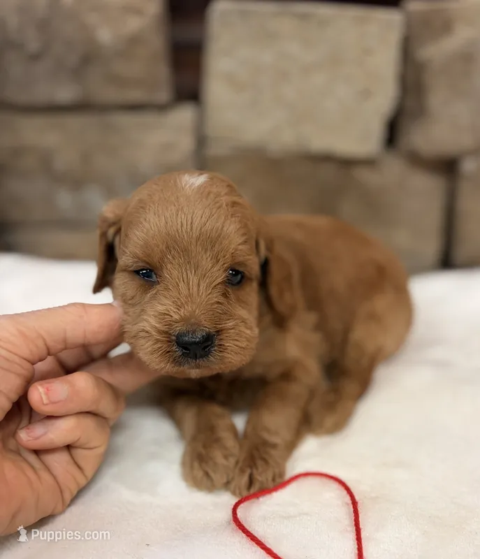 Mini F1b Red Collar – Miniature Goldendoodle puppy for sale in Cullman, AL