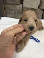 Mini F1b Blue Collar, a female Miniature Goldendoodle for sale in Cullman, AL – 3 of 5