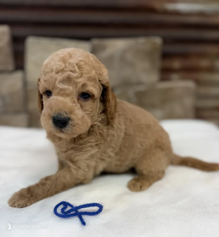 Mini F1b Blue Collar – Miniature Goldendoodle puppy for sale in Cullman, AL