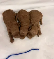 Micro boy, a male Miniature Goldendoodle for sale in Cullman, AL – 3 of 3