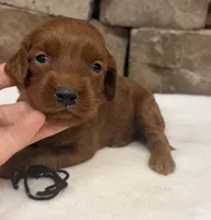 Mini F1b Black Collar, a female Miniature Goldendoodle for sale in Cullman, AL – 4 of 7
