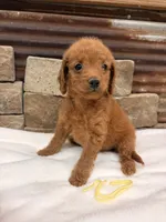 Mini Yellow Collar, a female Miniature Goldendoodle for sale in Cullman, AL – 5 of 7