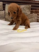 Mini Yellow Collar, a female Miniature Goldendoodle for sale in Cullman, AL – 4 of 7