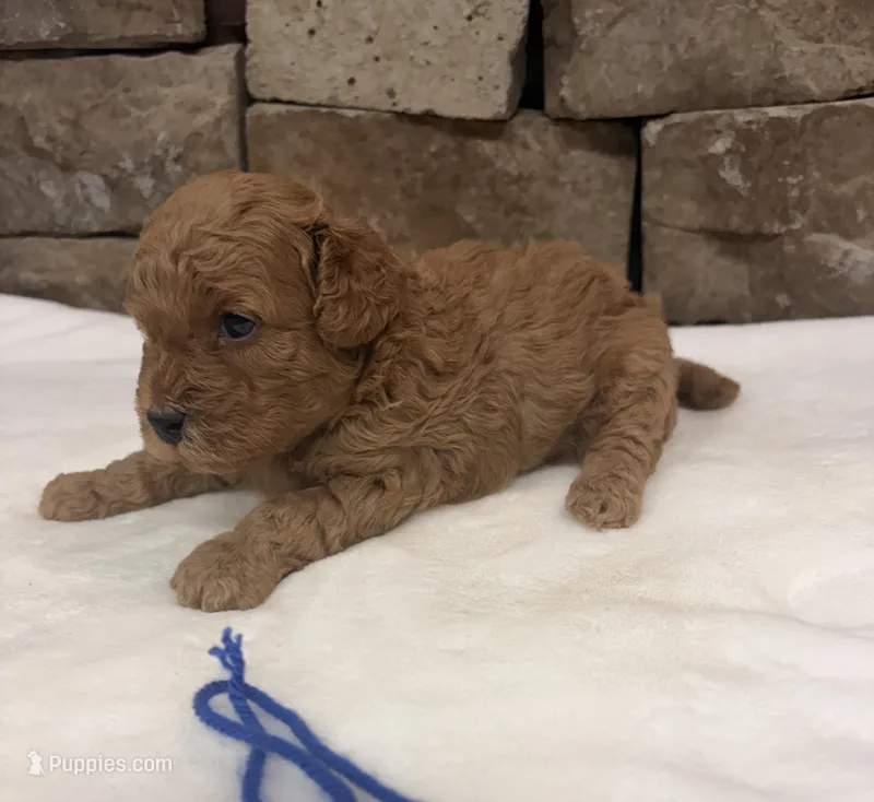 Micro Mini Blue Collar – Miniature Goldendoodle puppy for sale in Cullman, AL