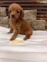 Mini Yellow Collar, a female Miniature Goldendoodle for sale in Cullman, AL – 6 of 7