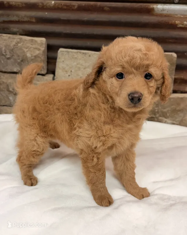Mini girl  – Poodle - Miniature  puppy for sale in Cullman, AL