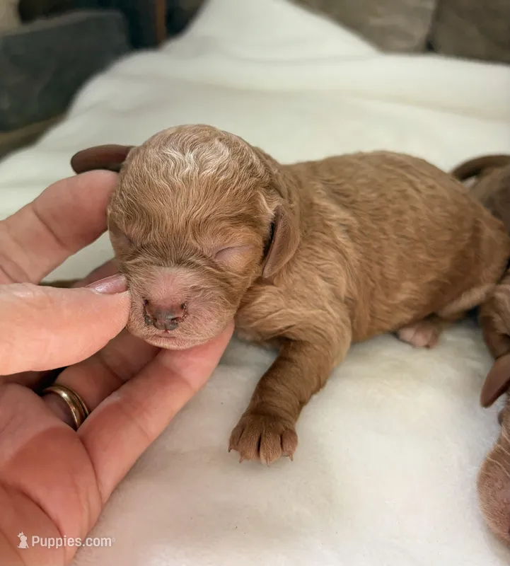 CKC mini girl Pink, a male Miniature Goldendoodle for sale in Cullman, AL – Photo 1 of 4