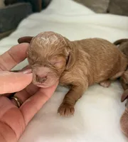 CKC mini girl Pink, a male Miniature Goldendoodle for sale in Cullman, AL – Photo 1 of 4