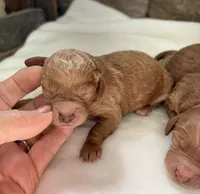 CKC mini girl Pink, a male Miniature Goldendoodle for sale in Cullman, AL – Photo 3 of 4