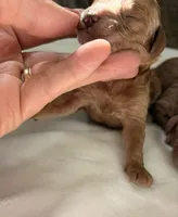 CKC mini girl Pink, a male Miniature Goldendoodle for sale in Cullman, AL – Photo 2 of 4