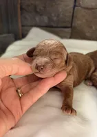 CKC mini girl Pink, a male Miniature Goldendoodle for sale in Cullman, AL – Photo 4 of 4