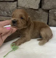 Mini F1b Green Collar, a female Miniature Goldendoodle for sale in Cullman, AL – 2 of 7
